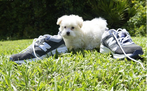 Lovely teacup maltese puppy for free adoption