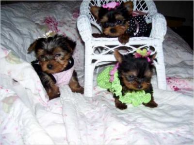 X-mass cute Yorkie puppies Males and Females. for adoption to any new loving and caring home.