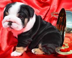 Cute English bulldog puppies for adoption