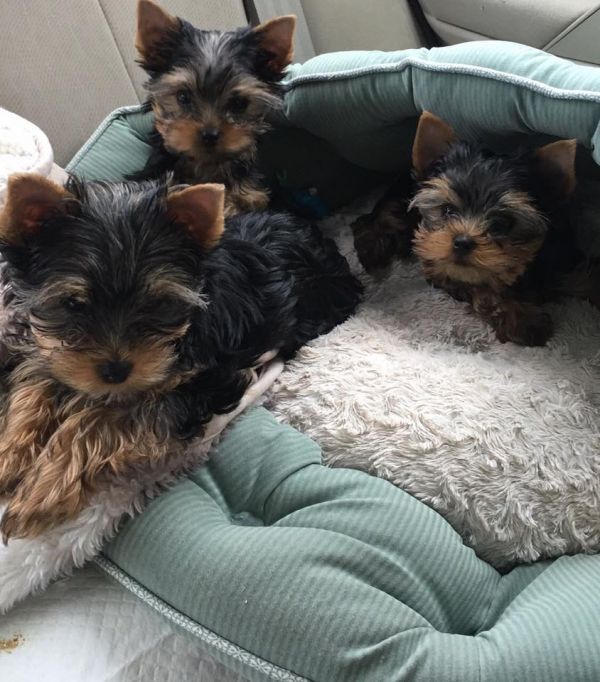 Your Male/Female Yorkie Puppies For Sale 