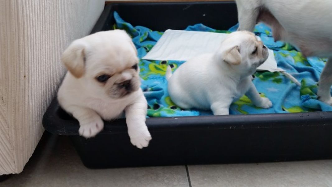 Adorable male and female english Bull Dog Puppies for Adoption