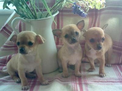 adorable chihuahua puppies ready to go now