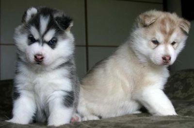 Siberian Husky Puppies