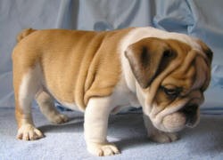 CKC REG English Bulldog Puppies For Adoption