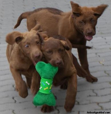 Chesapeake Bay Retriever with pedigree - health, quality