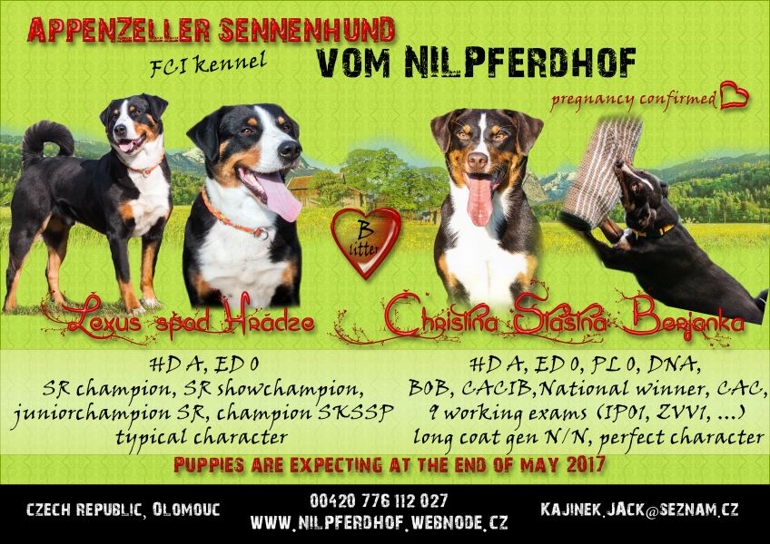 Appenzeller mountain dog excellent puppies