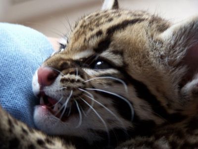 Cheetah cubs,Caracals,serval, ocelots and margay kittens available
