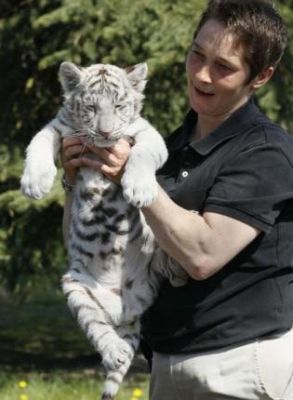 Well Tamed Cheetah cubs,Tiger Cubs and Fennec Fox For Sale