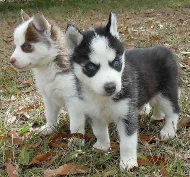 Sweet Siberian Husky Puppies Text Me At (215) 526-5512