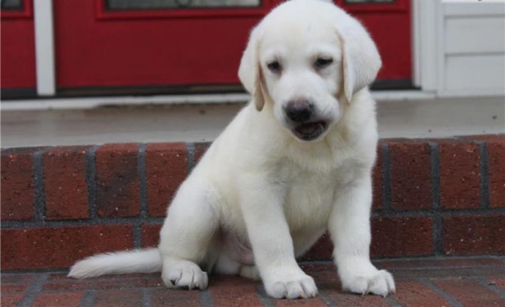 Labrador retriever puppies available for new home male/female