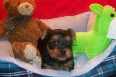 ♥Adorable YORKIE Baby Boy♥