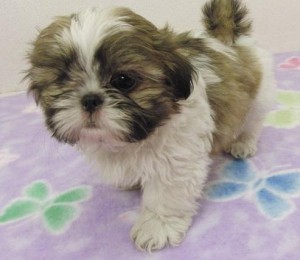 Quality shih tzu puppies available