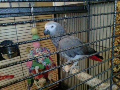   African Grey Parrot for sale 8 month old, Cage and 1 month food supply