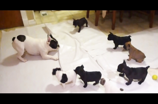 Help rehome these French bulldog puppies