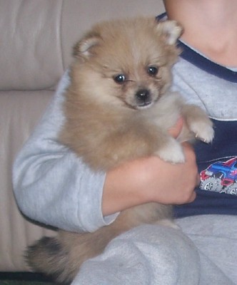  pomeranbian Puppies for adoption