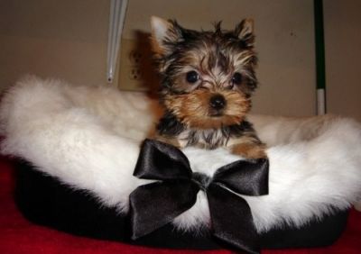 2 teacup yorkie puppies for free adoption