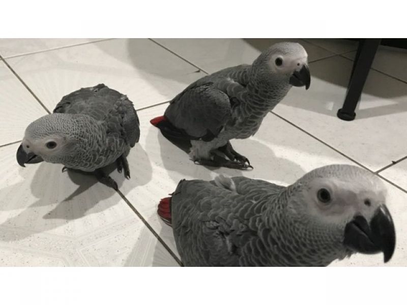 African grey parrots for sale