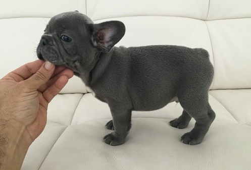 Blue French bulldog puppies