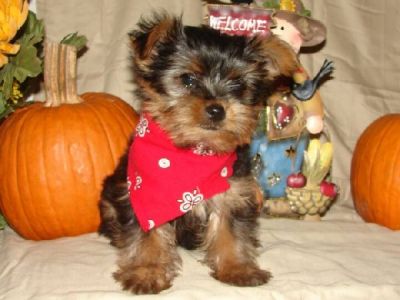 adorable cute teacup yorkie puppies for adoption