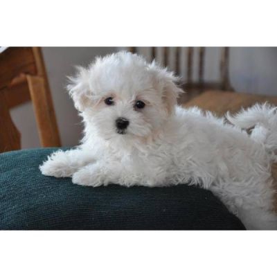 adorable male and female Maltese puppies 