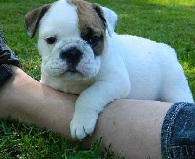 pure breed X-Mas English bulldogs puppies for adoption