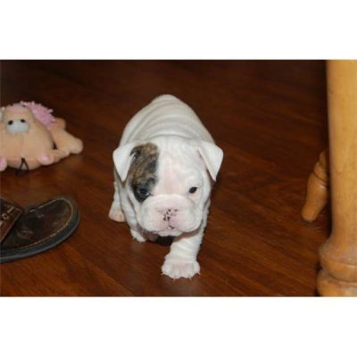 TWO CUTE ENGLISH BULLDOG PUPPIES FOR ADOPTION