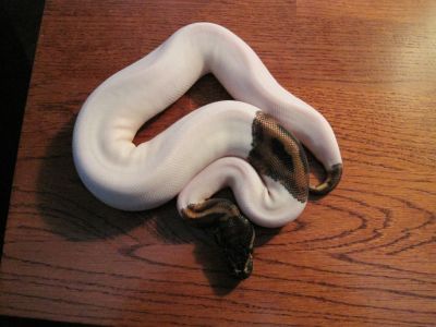  piebald pythons for sale(babies and adults)