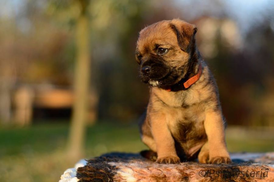 Border terrier