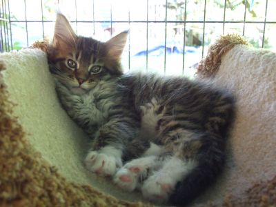 MAINE COON KITTENS