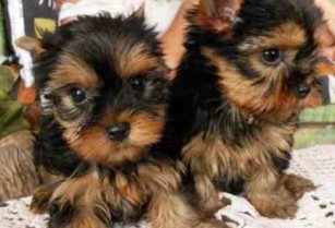 Quality male and female Yorkie puppies available