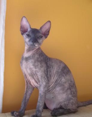 HAIRLESS Don Sphynx & Peterbald KITTENS