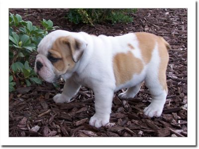 Fantastic English Bulldog