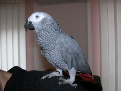 African grey parrots available 