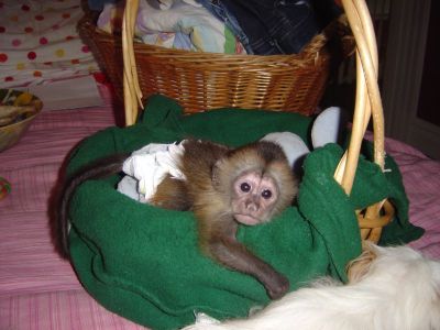 Adorable baby capuchin for a loving home