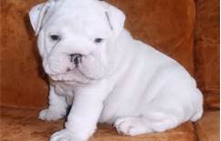 affordable male and female english bulldog puppies