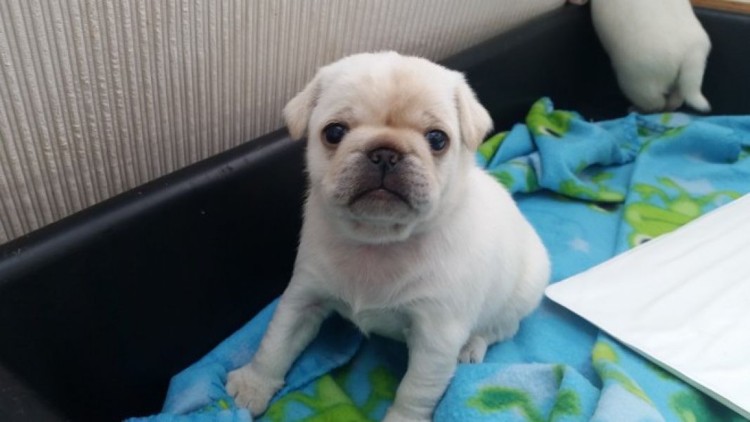 Adorable male and female english Bull Dog Puppies for Adoption