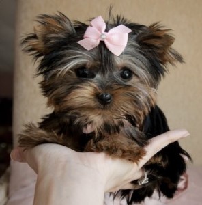 lovely yorkie puppies available to a carimg Homes