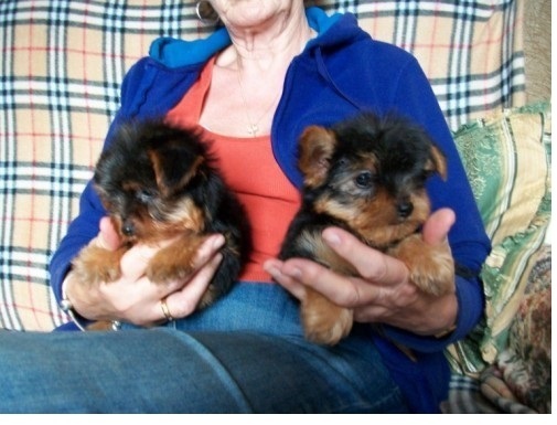 Kc Yorkie Boy and girl ! Ready Now 