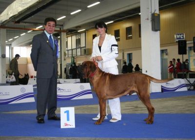 TOSA INU – Puppies Top Quality