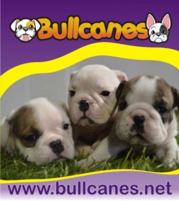 English Bulldog puppies for Sale - BULLCANES