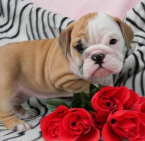 CUTE AND ADORABLE ENGLISH BULLDOG PUPPIES FOR X-MAS