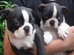 Beautiful Boston Terrier puppies looking for new homes (408) 713-9601