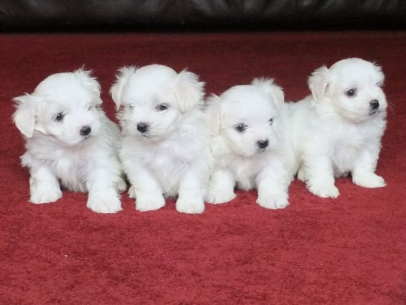 Very Cute  MicroTeacup Maltese  Puppies males and females for sale