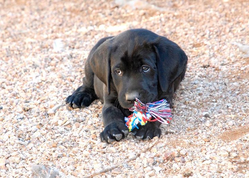 Labrador Retriever puppy 13 weeks old