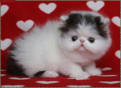 CUTE PERSIAN KITTENS AND MANY OTHER'S AVAILABLE FOR SALE!!!!!!!!