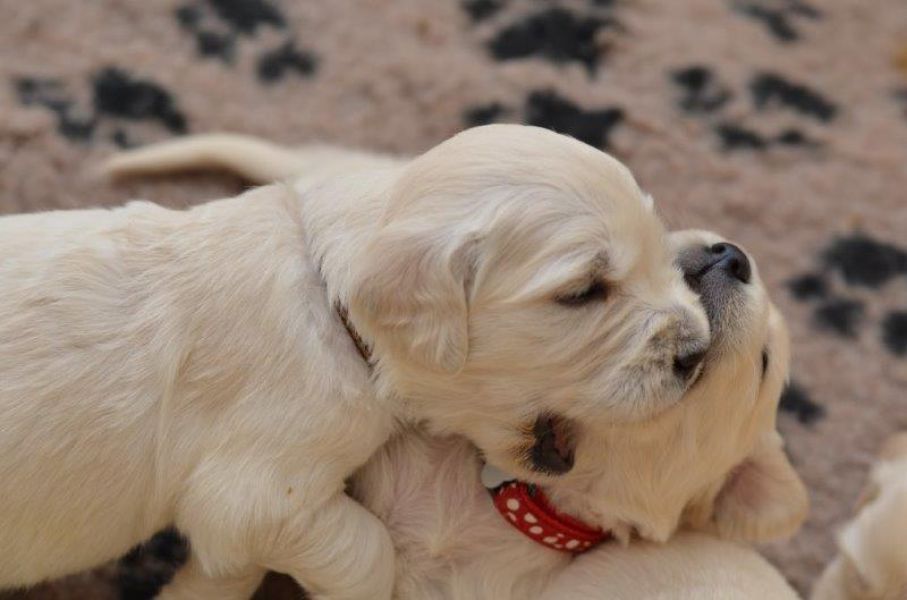 Golden Retriever puppies with pedigree