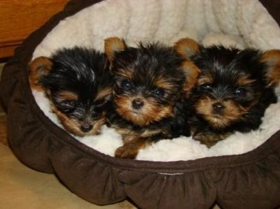 tea cup yorkie puppies for free adoption...
