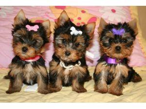 Regalo cachorros Yorkshire terrier en adopcion