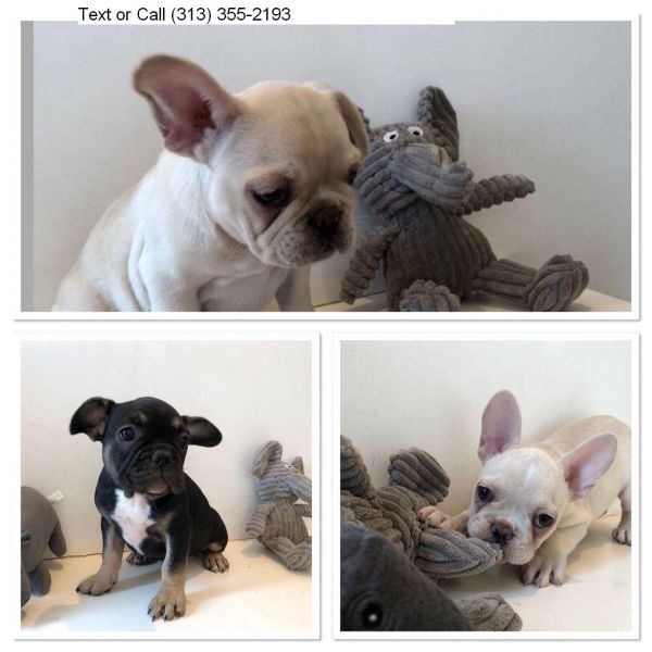 Super French Bulldog puppies