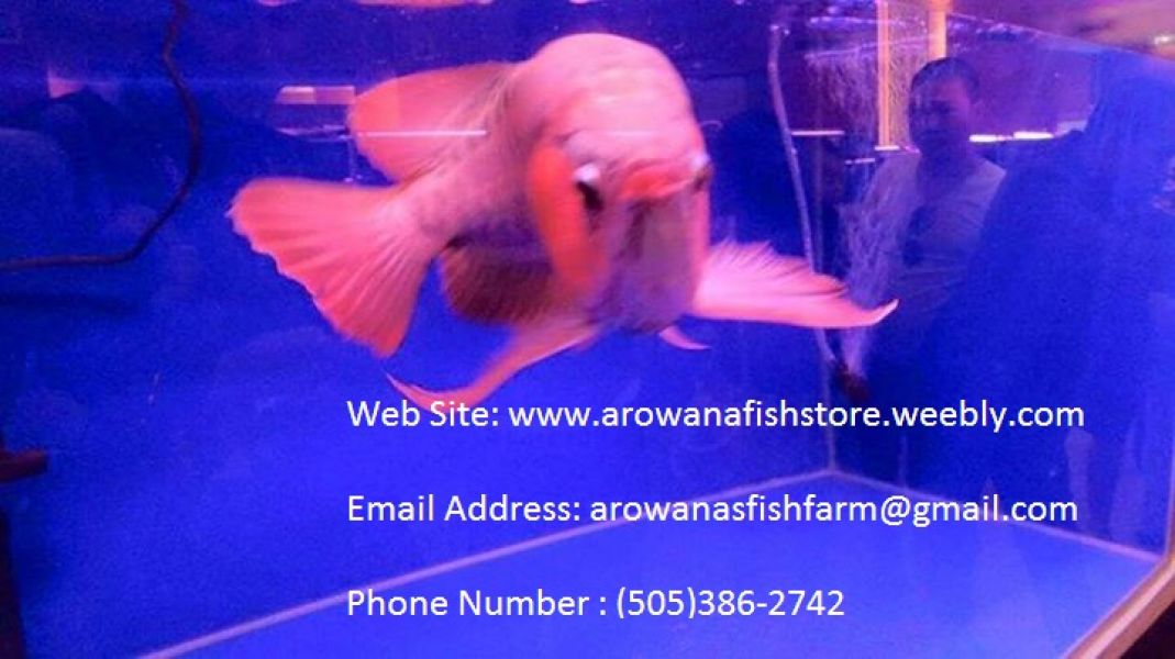 Healthy Arowana and freshwater stingray fishes for sale